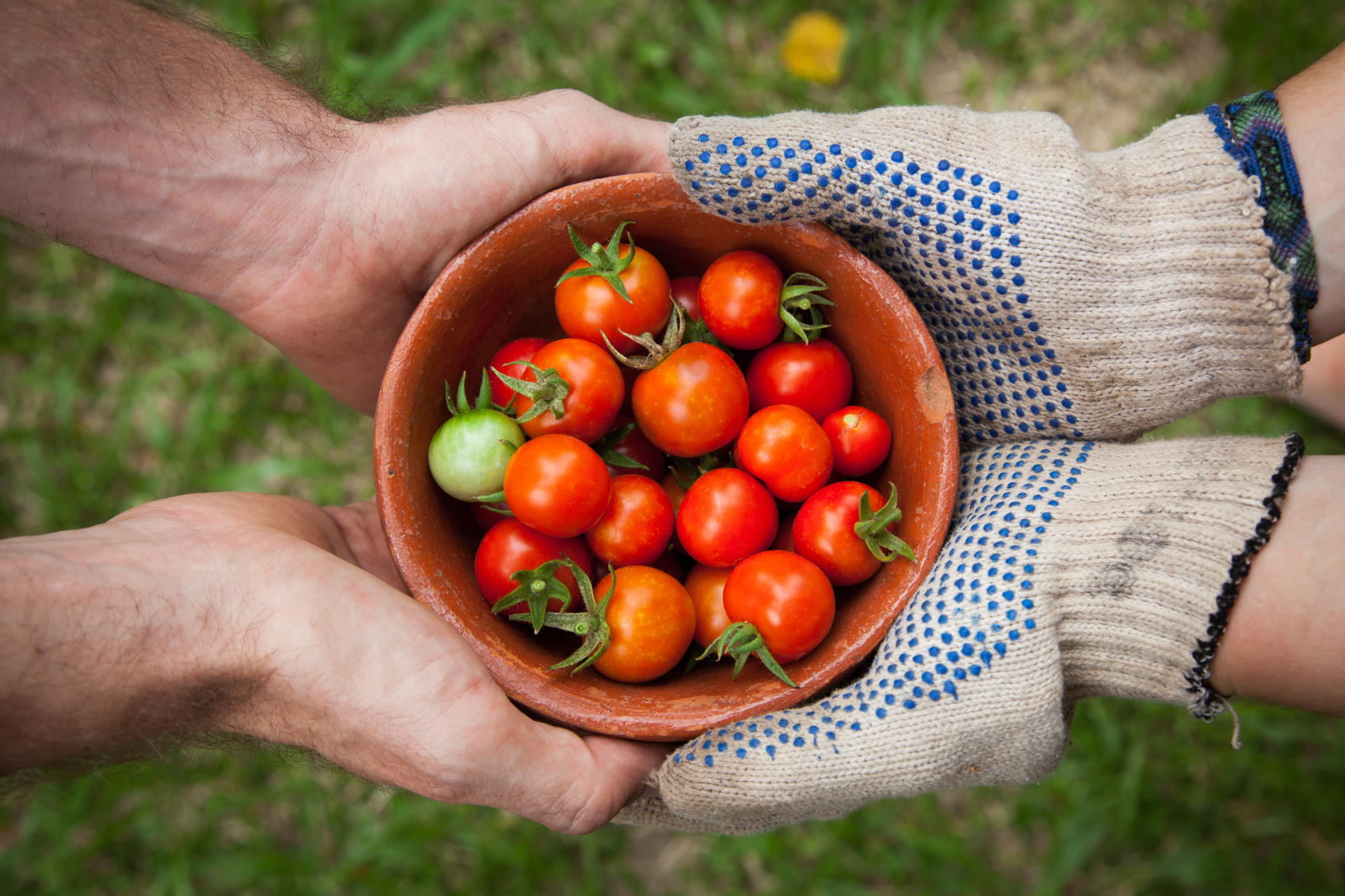Share tomatos